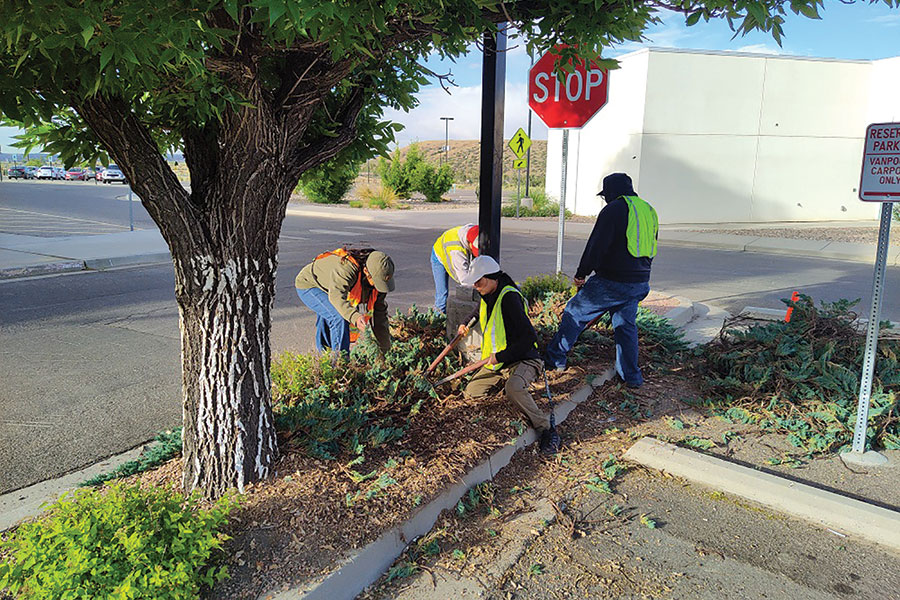 Youth Conservation Corp members work on clearing weeds.