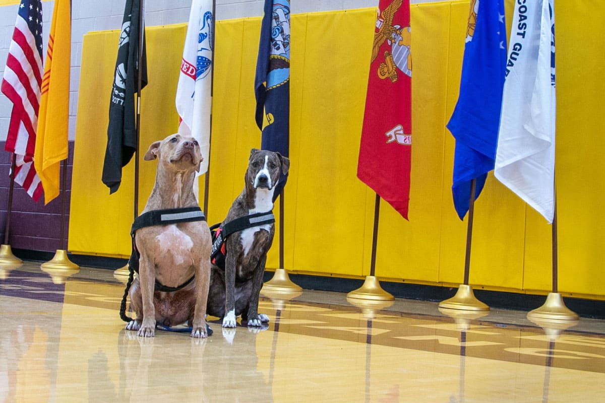 Two SJC Veterans dogs in attendance of the 2022 Stand Down event