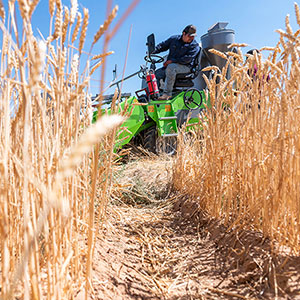 Man on a green tractor harvesting wheat